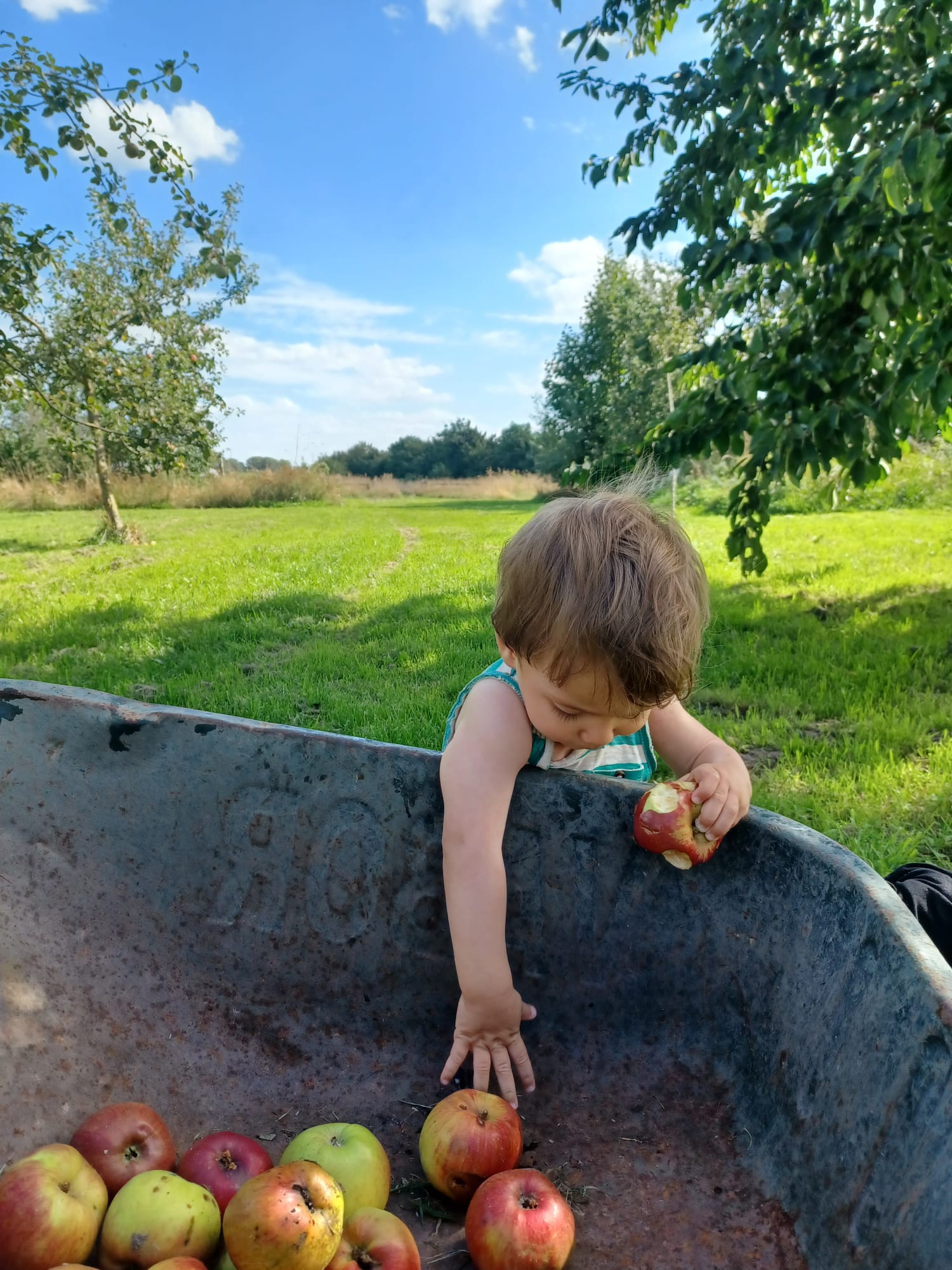 Kind graait naar appels in een kruiwagen vol fruit, met een aangebeten appel in de hand, op de boomgaard van Project Berger
